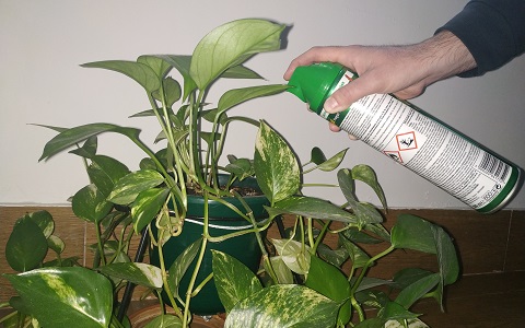 Aplicación de spray insecticida de uso doméstico.